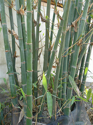 Young bamboo